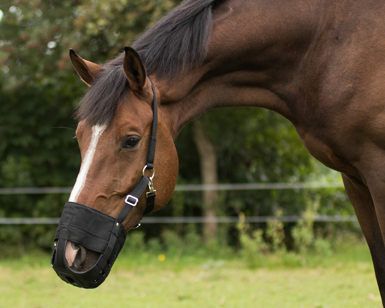Muselière cheval avec narines
