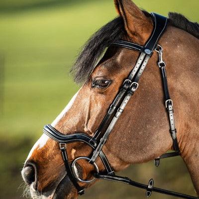 Techno bridle - HFI