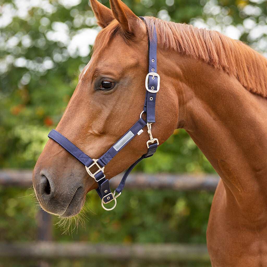 Licol doublé marine - QHP