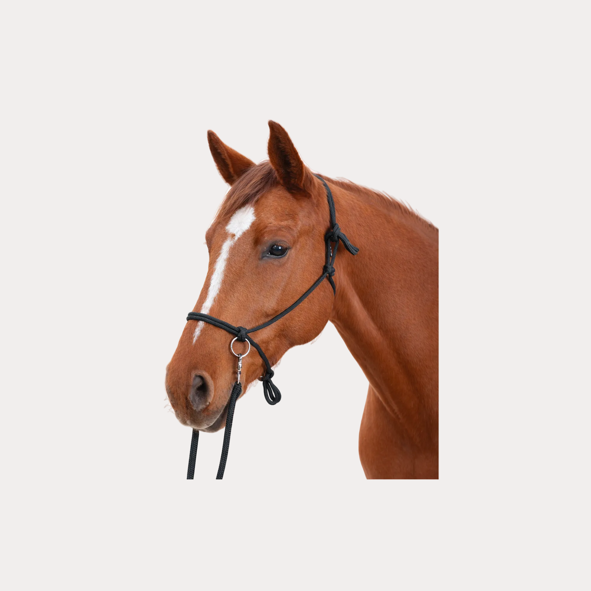 Set Licol + Rênes Éthologiques - CANTER