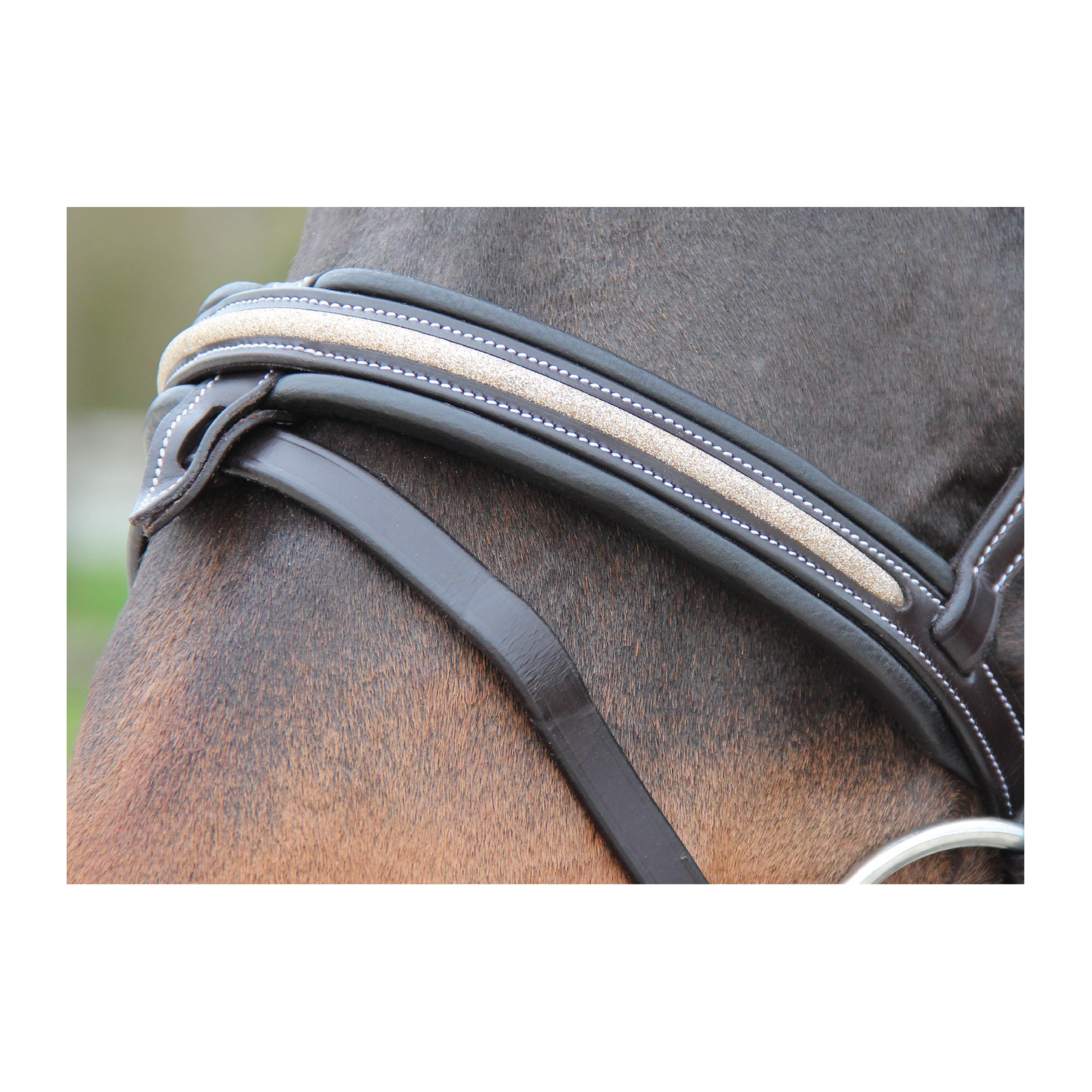 Bridon Mylord - CANTER