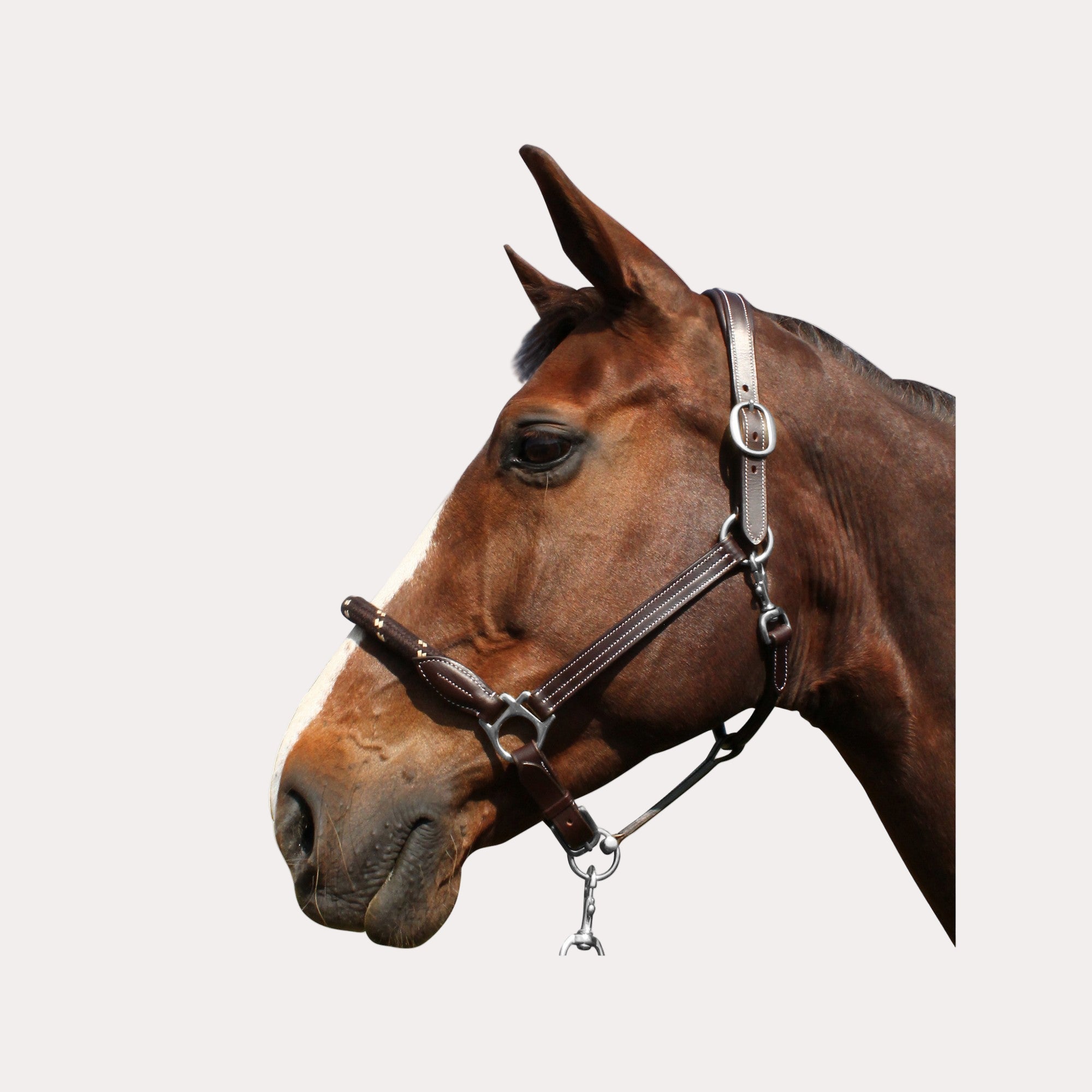 Licol Corde CANTER - Boucles Blanches