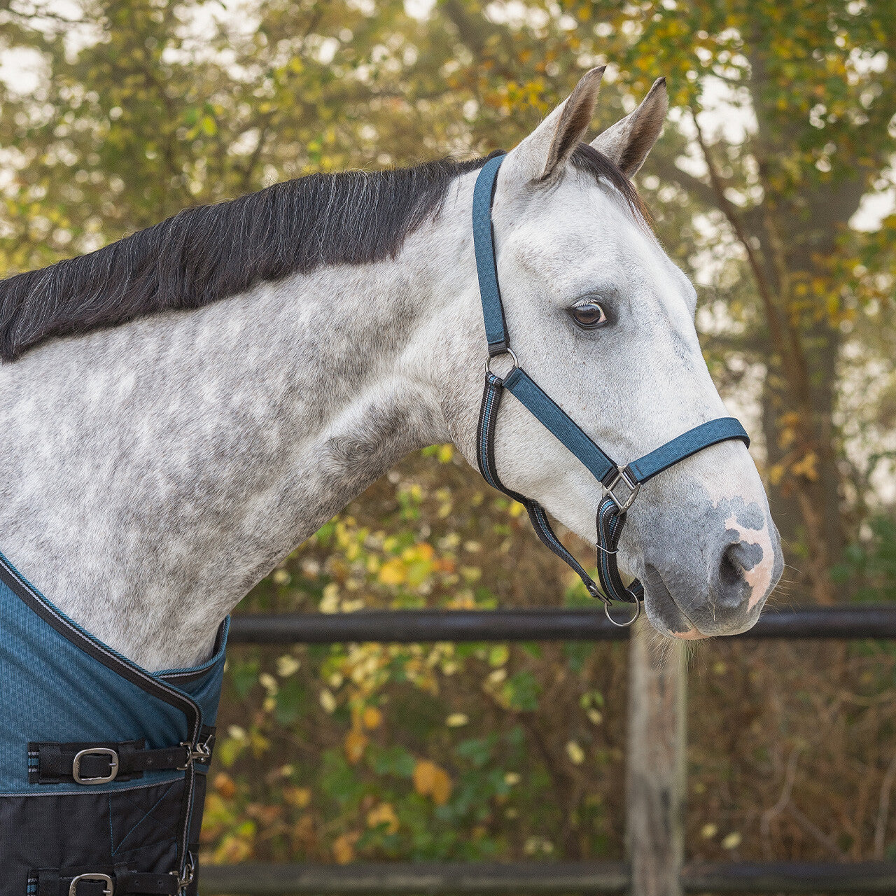 Duo licol et longe avec turnout collection - QHP