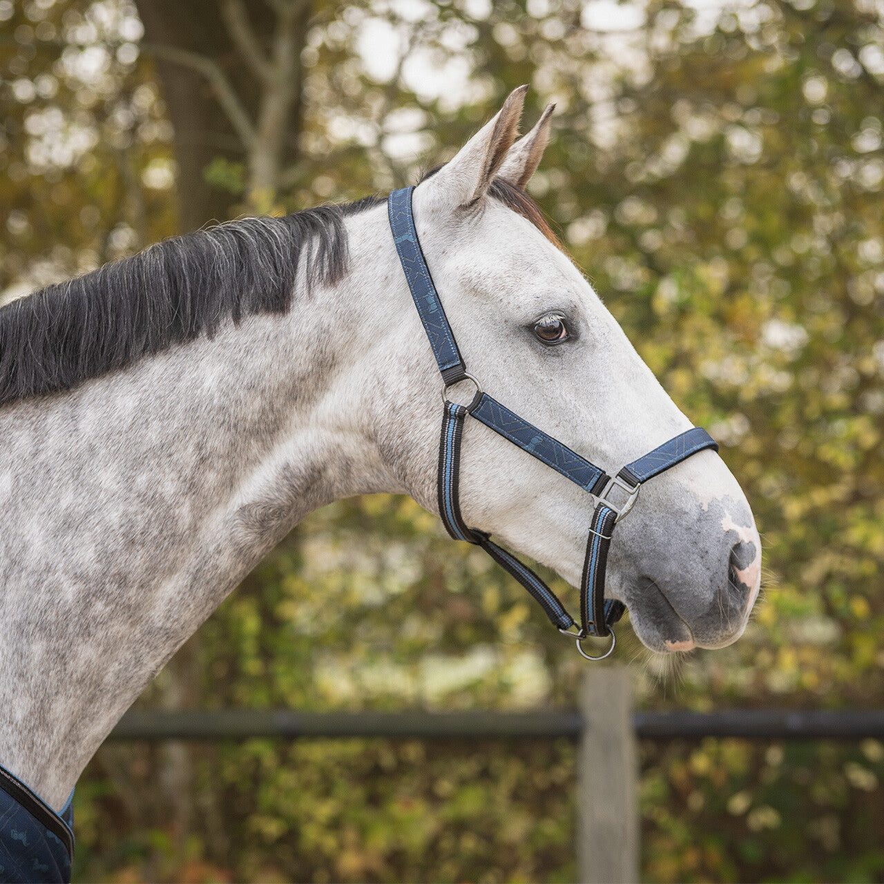 Duo licol et longe avec turnout collection - QHP