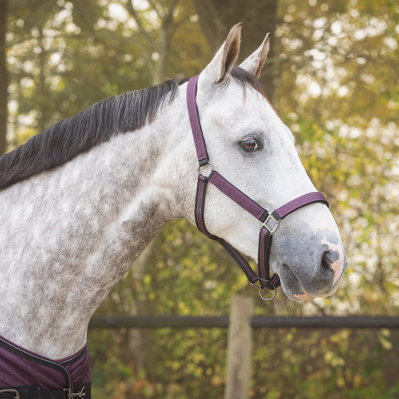 Duo licol et longe avec turnout collection - QHP
