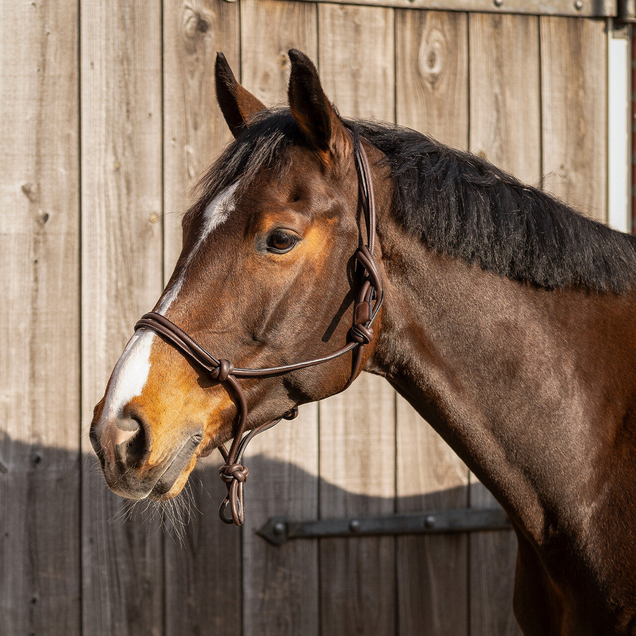 Licol corde en cuir marron - QHP
