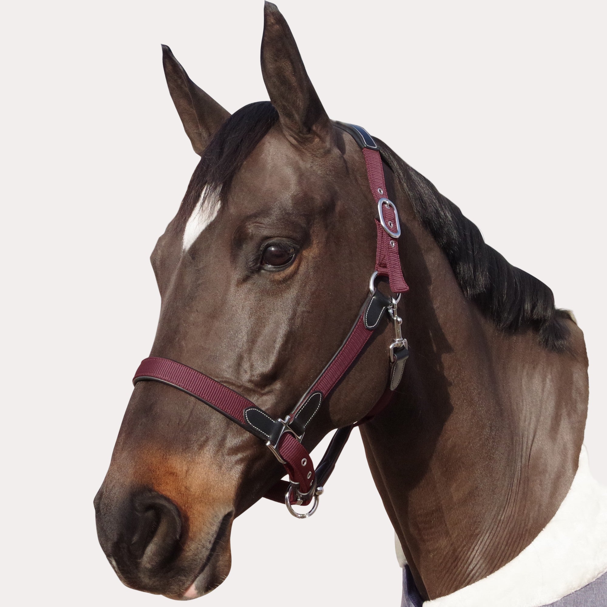 Licol Nylon/Cuir - FLAGS&CUP