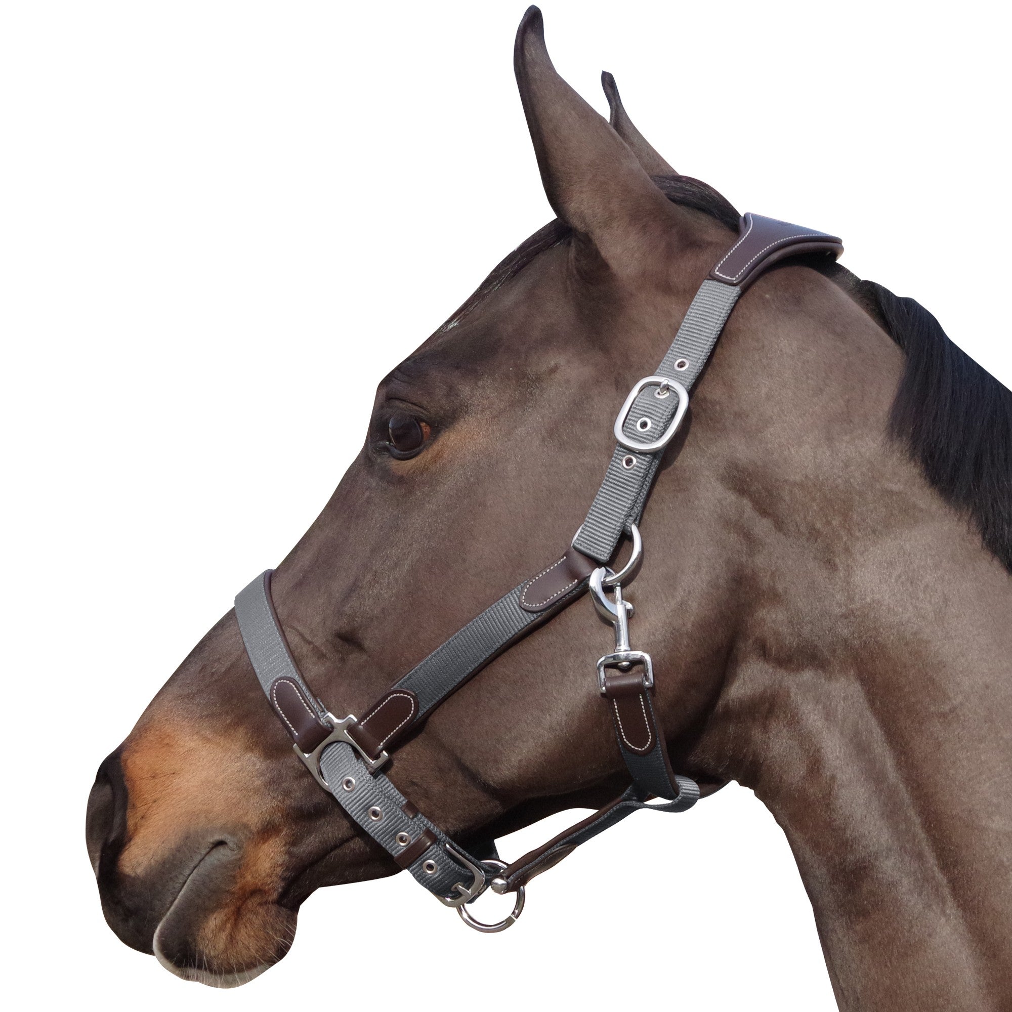 Licol Nylon/Cuir - FLAGS&CUP