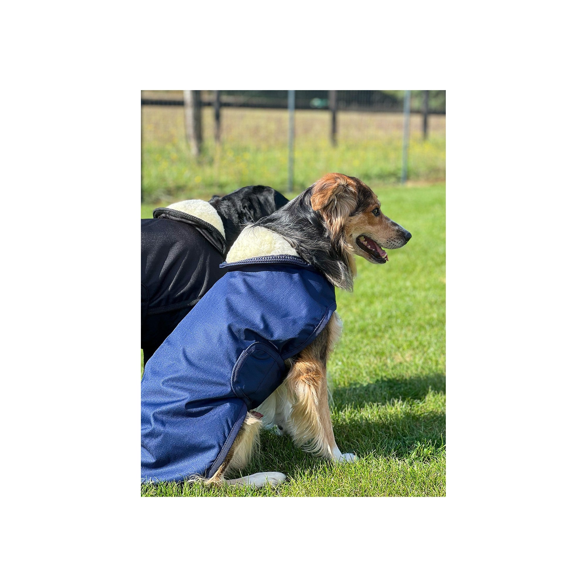 Couverture Amigo ripstop dog rug - HORSEWARE Couverture Amigo ripstop dog rug - HORSEWARE