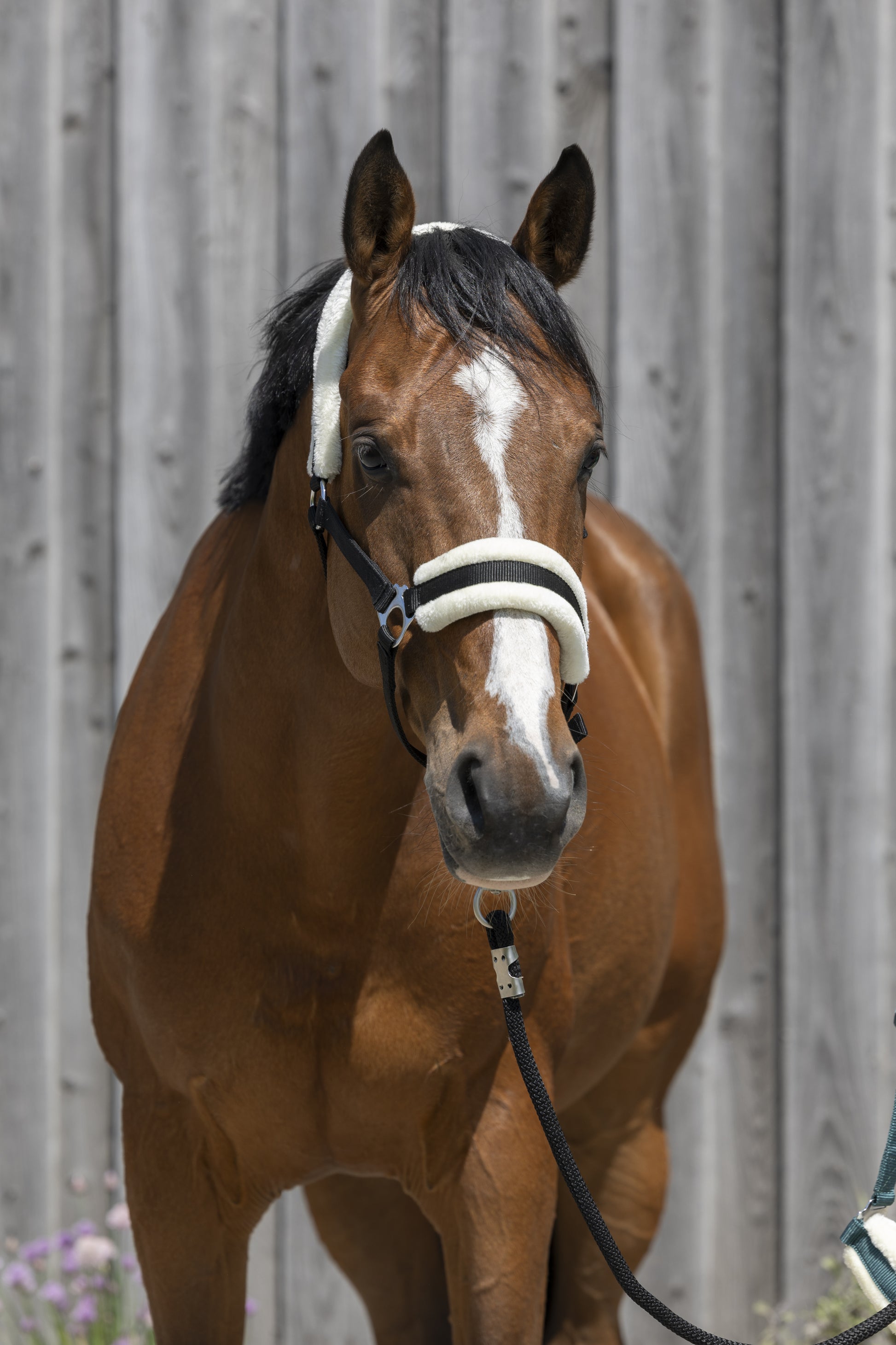 Licol mouton synthétique -  RIDING WORLD
