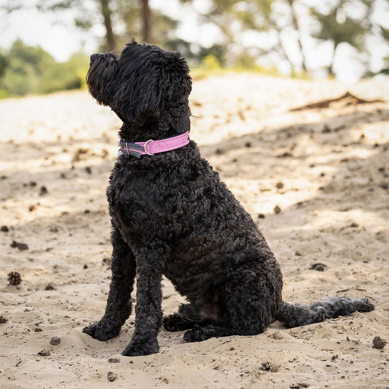 Collier de chien collection - QHP