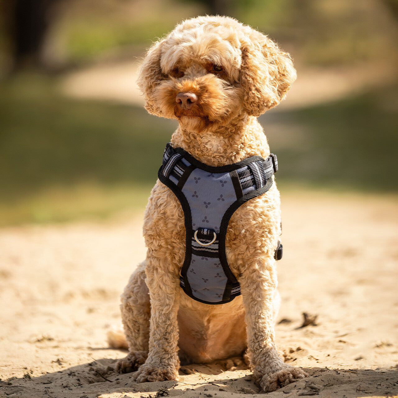 Harnais pour chien collection - QHP