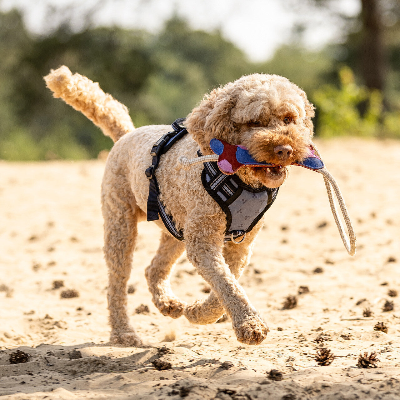 Jouet pour chien - QHP