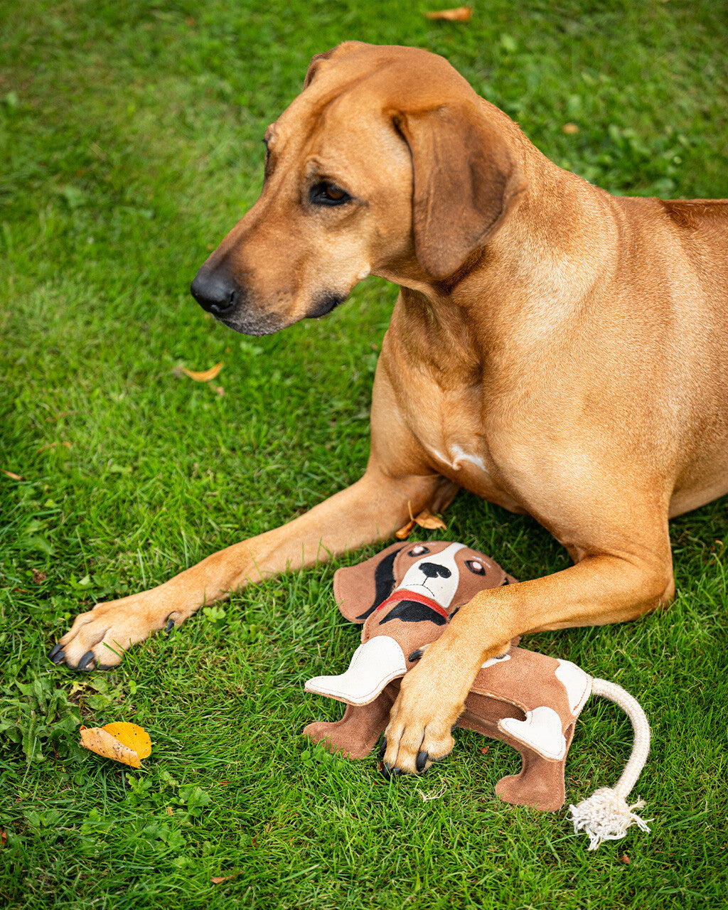 Jouets pour chien Stable buddy - QHP