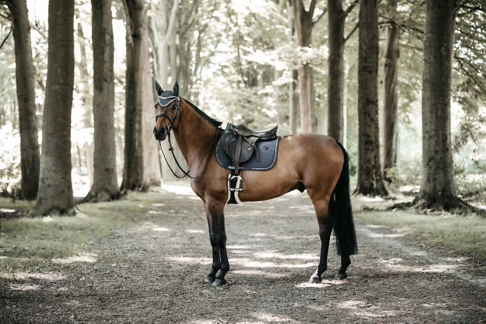 Tapis Pearls Jumping  - KENTUCKY