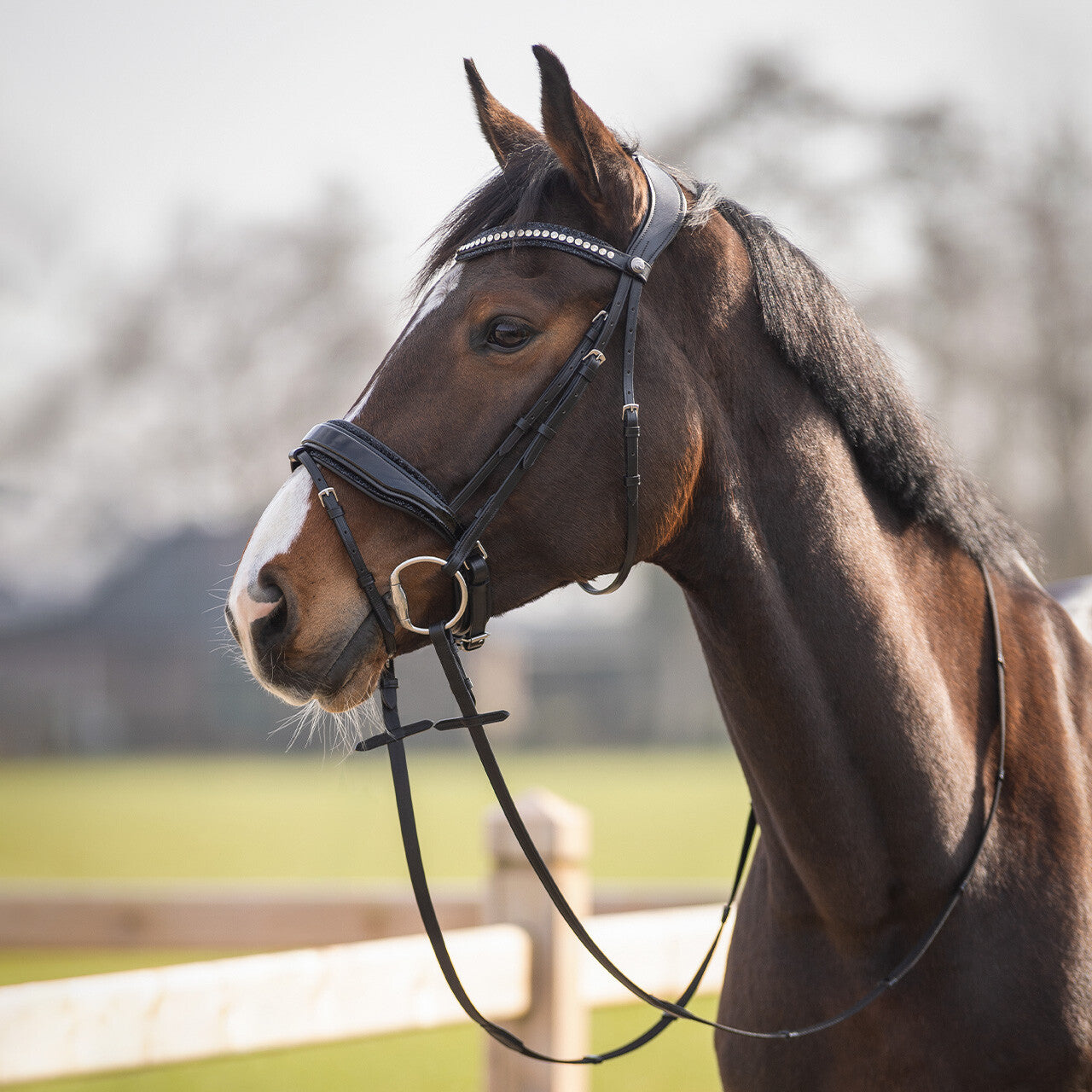 Bridon Skye - QHP