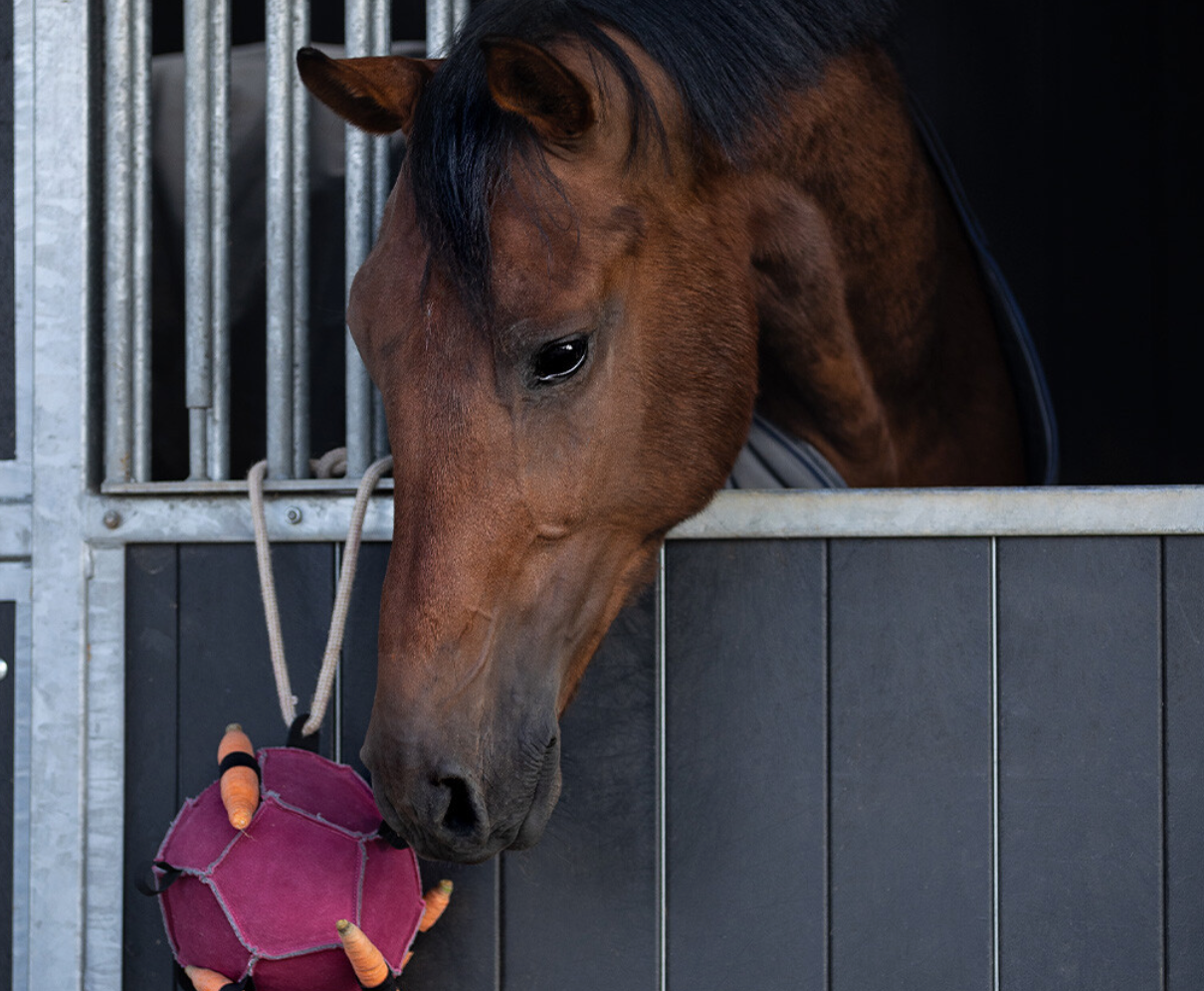 Jouets pour chevaux ball - QHP