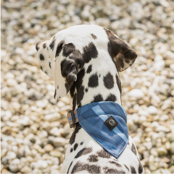 Collier pour chien bandana Collection - QHP