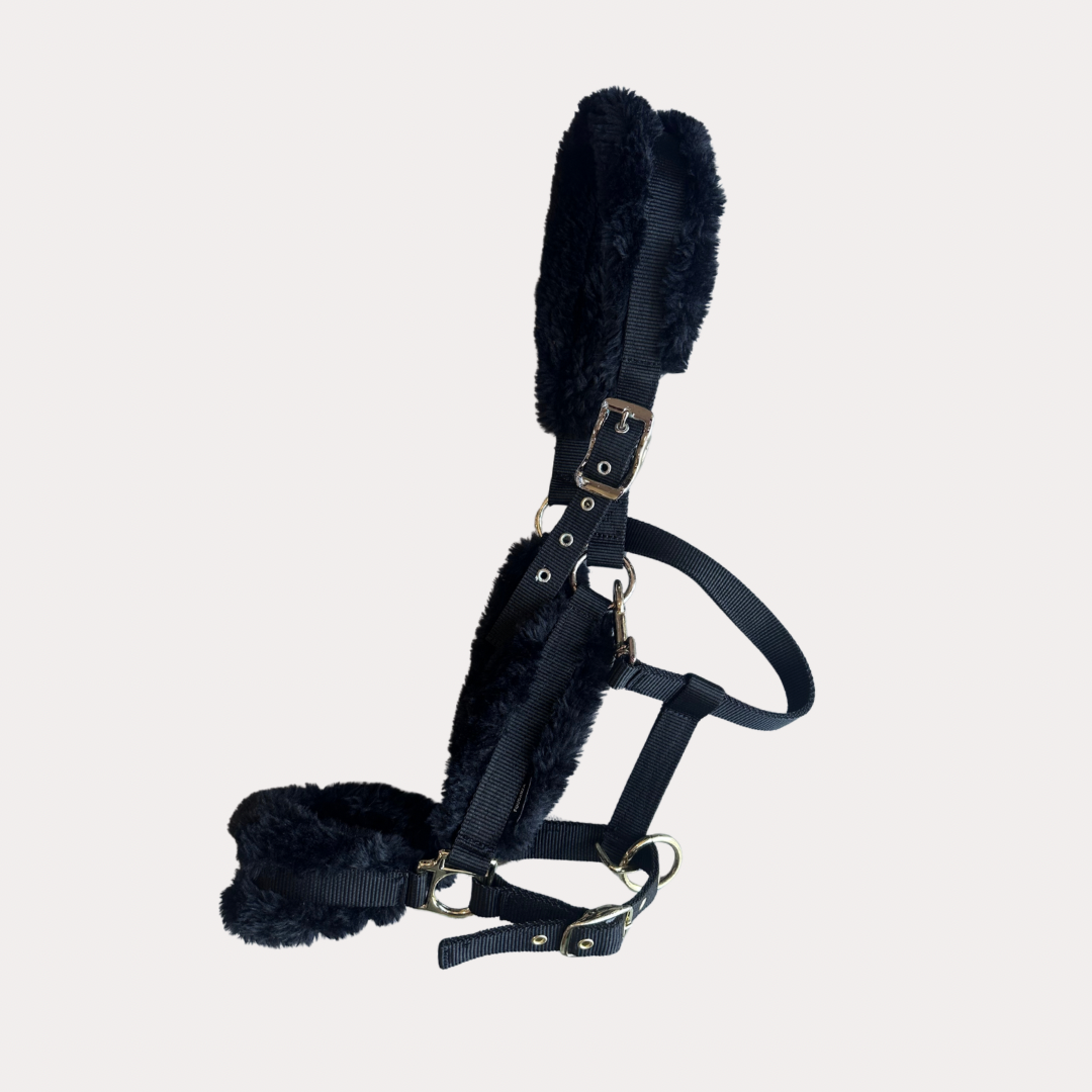 Licol fouganza mouton noir full