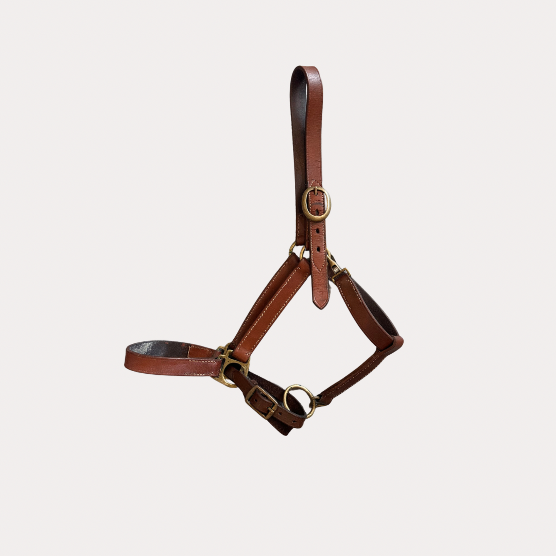 Licol Cuir marron Cob
