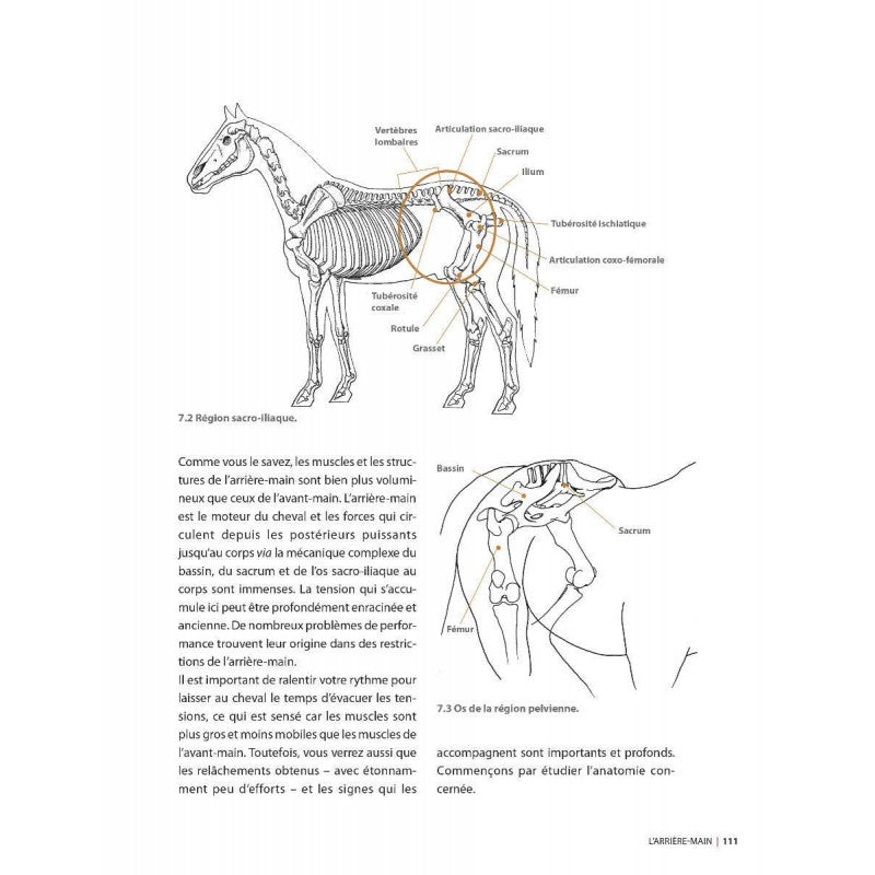 Masser son cheval 2ème édition - Edition VIGOT