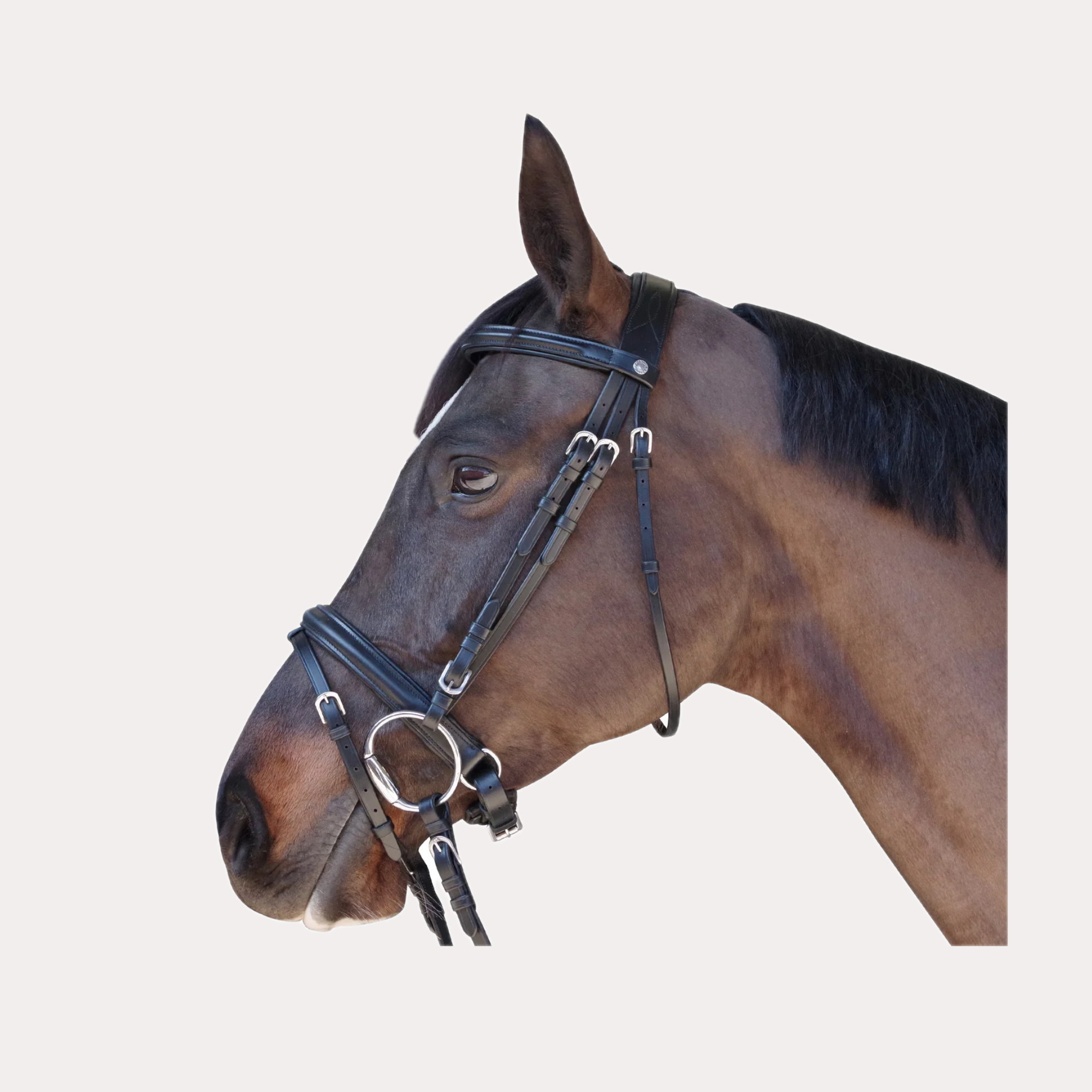 Bridon Euro Pull Back - CANTER